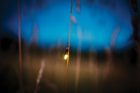 A lit firefly clings to a single blade of grass.