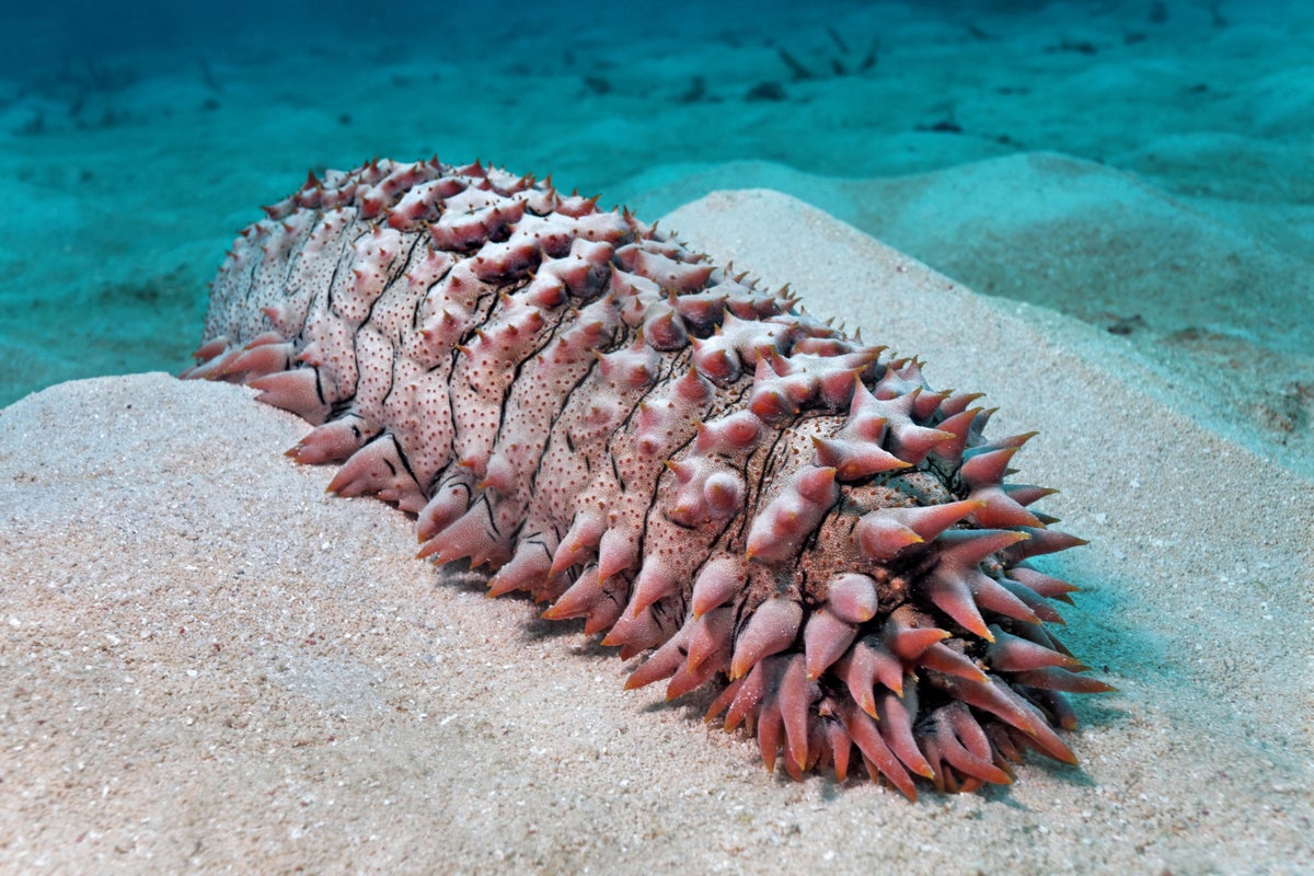 Can AI detect smuggled sea cucumbers?