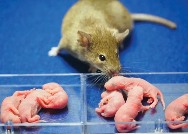 An adult mouse licks at one of four furless newborn mice in a clear plastic niche, with another few clustered in another niche nearby.