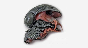 Photo of a scaly-foot snail.