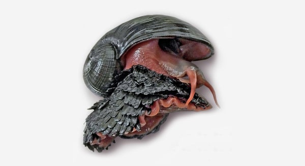 Photo of a scaly-foot snail.