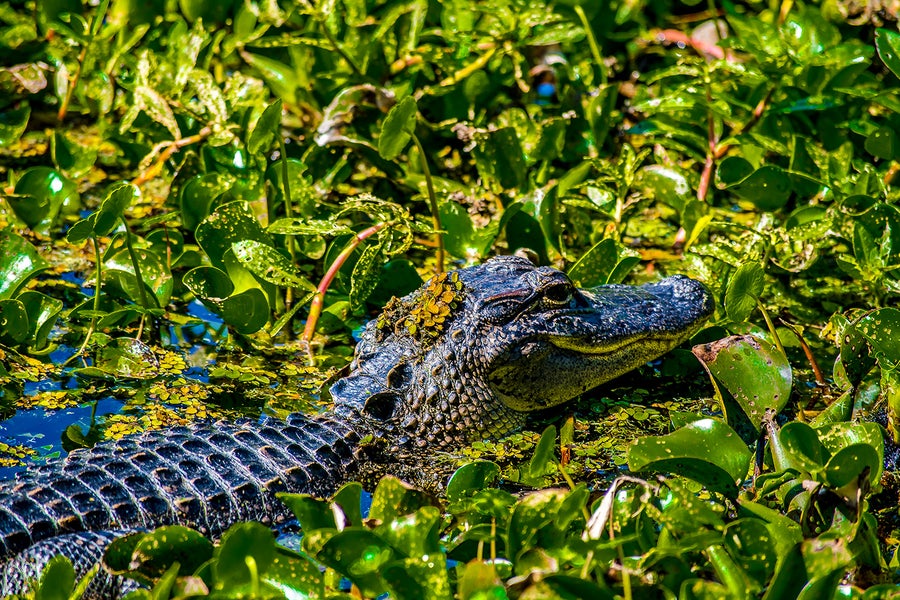 Alligator in New Orleans swamp