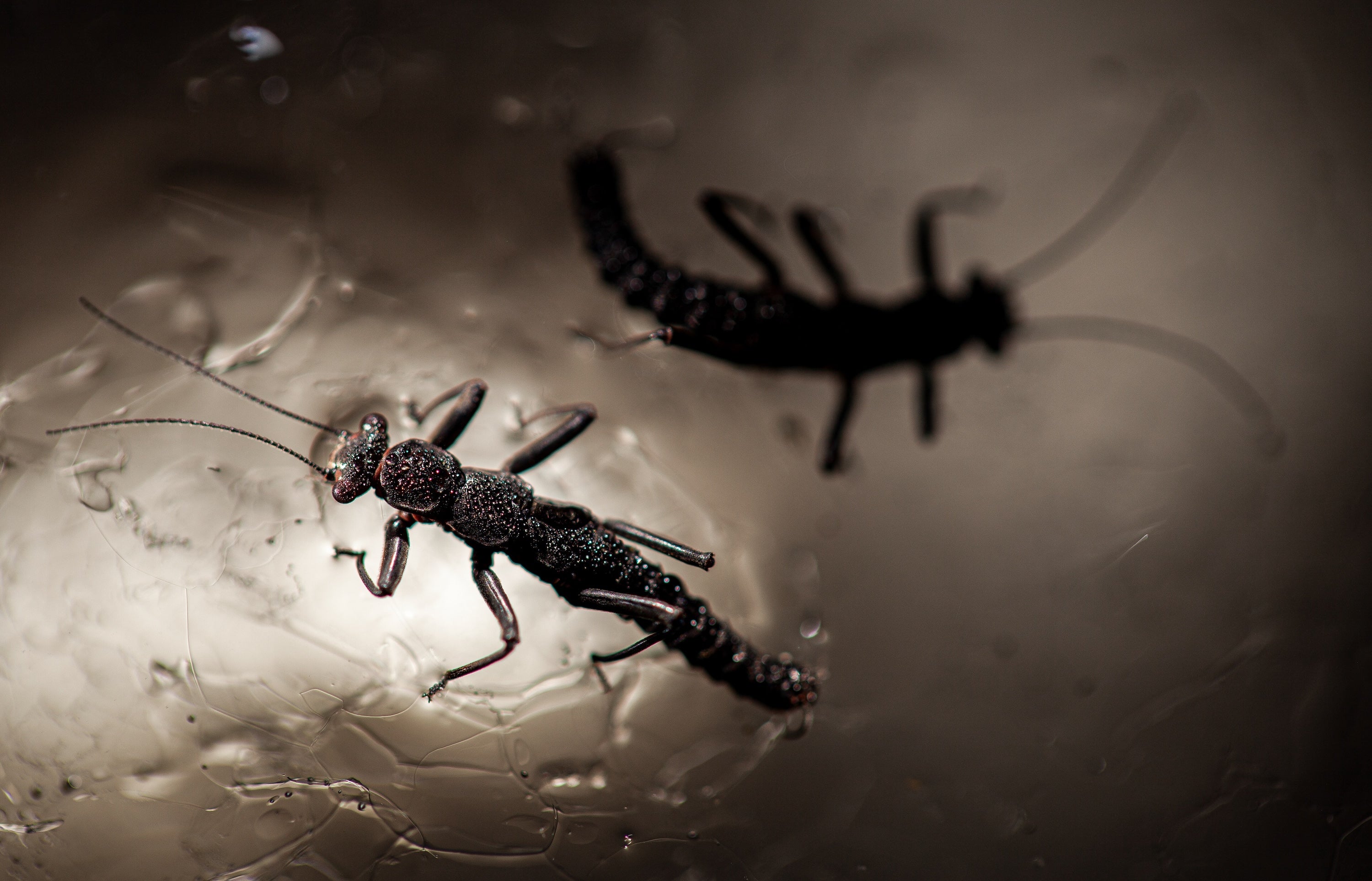 Two dark animals on a background of backlit ice.