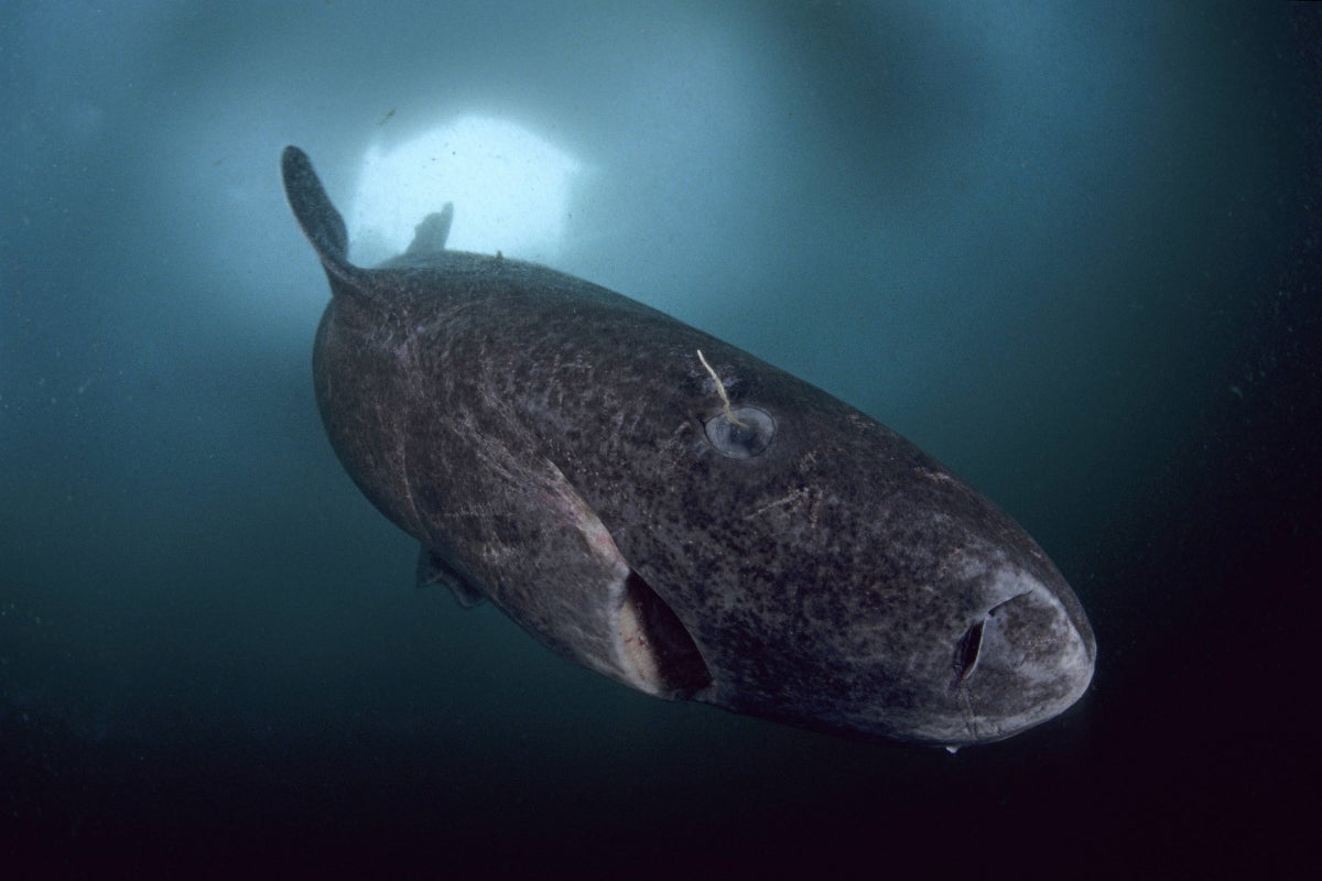 How a Greenland shark’s heart can beat for centuries