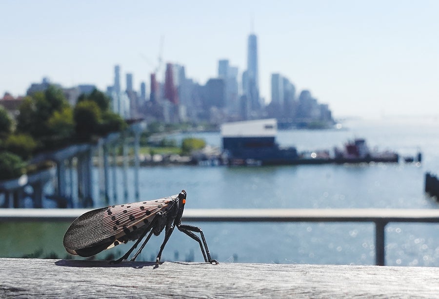 A spotted lanternfly stands in the foreground on a wooden railing as a body of water and New York City skyscrapers stretch across the background.