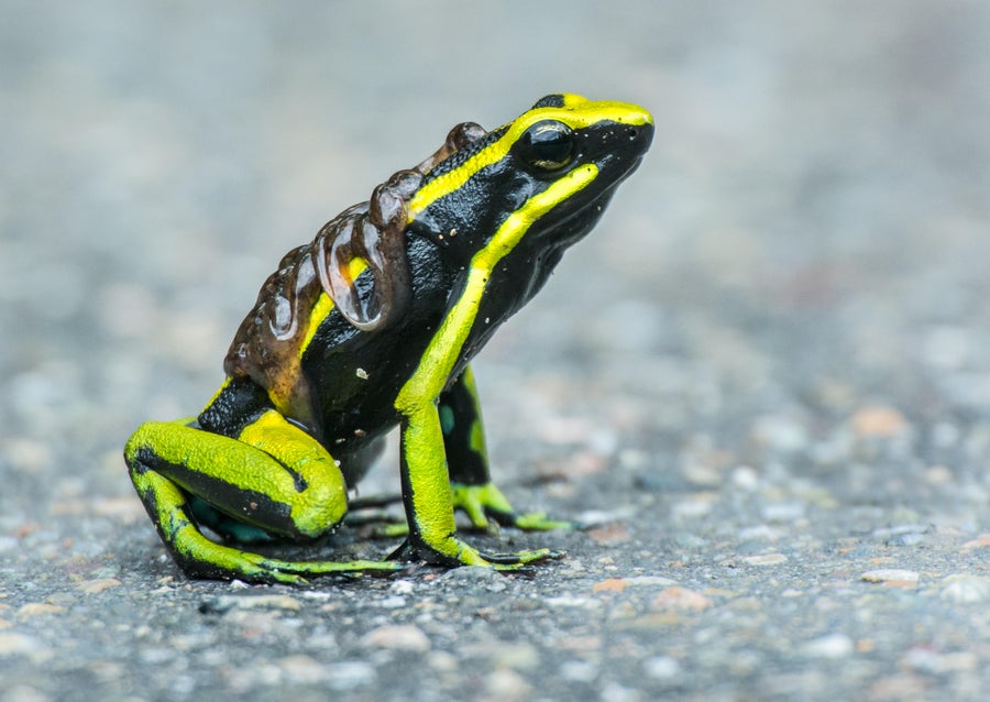 Bright green and black frog.