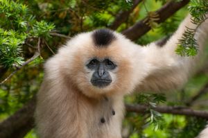 A white-cheeked gibbon