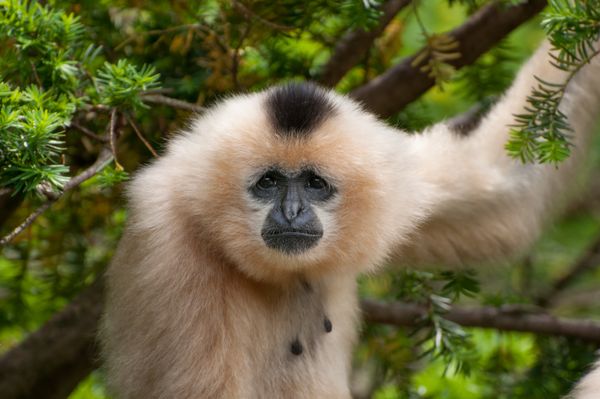 A white-cheeked gibbon
