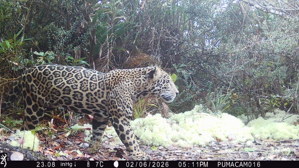 jaguar walking in forest
