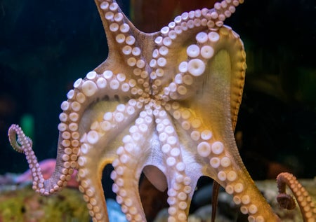 A view of the besuckered bottom of an octopus.