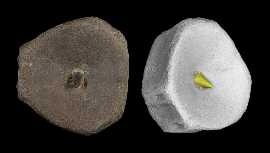 On the left, a brownish gray round fossil with a pointy part sticking up from its middle. On the right, the same specimen is seen from a slightly oblique angle with the fossil vertebra in white and the pointy tooth in yellow.