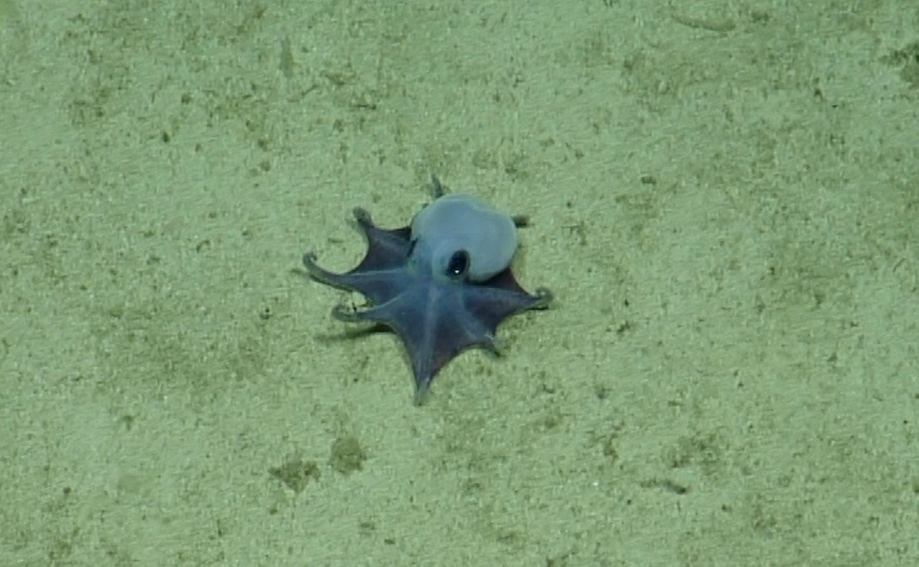 A tiny blue octopus sits on brown sandy surface