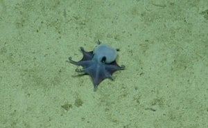 A tiny blue octopus sits on brown sandy surface