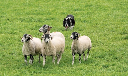 A sheepdog, tongue lolling out, comes up behind four sheep traveling forward on a grassy expanse.