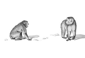 Illustration of two macaques.