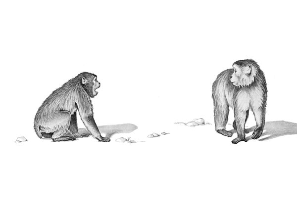Illustration of two macaques.