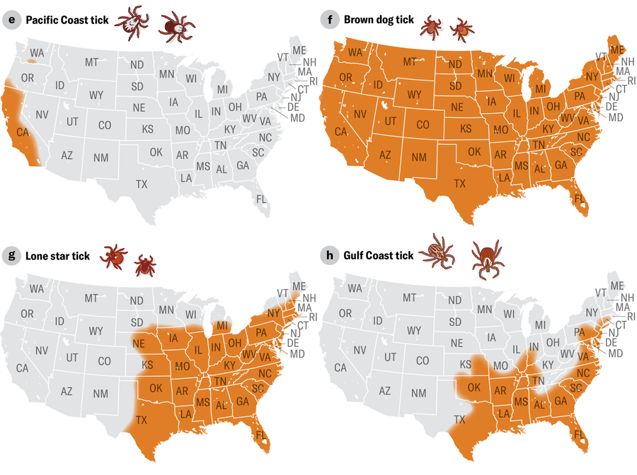 A series of four maps of the contiguous 48 states of the U.S. show the range Pacific Coast ticks (California, Oregon and Washington State), brown dog ticks (all 48 states), lone star ticks (broadly the eastern half of the country) and Gulf Coast ticks (the Southeast).
