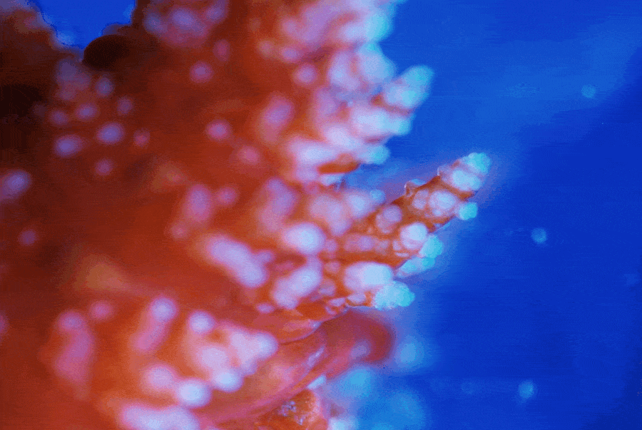 Healed and surviving tentacle from Psolus fabricii responding to tactile stimulus several months after excision.
