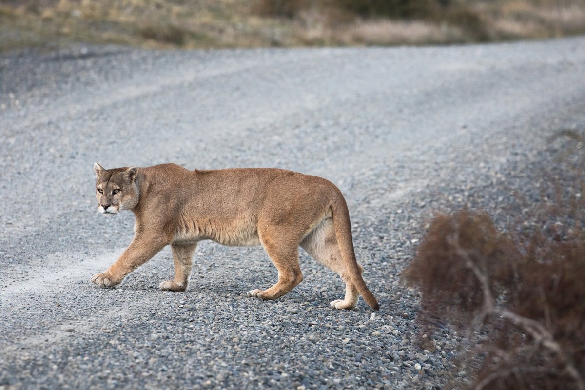 How living near mountain lions might actually make you safer
