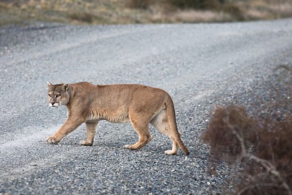 A tan-colored big cat walks across a gray asphalt road as seen from the side