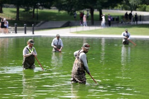 Four men wading in bright green water