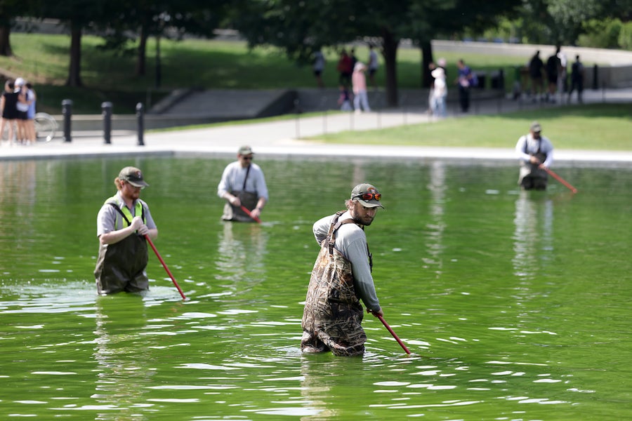 https://static.scientificamerican.com/dam/asset/4963ffb9-2432-47da-b749-235bbc3498d8/Algae-Reflecting-Pool.jpg?m=1781903735.279&w=900