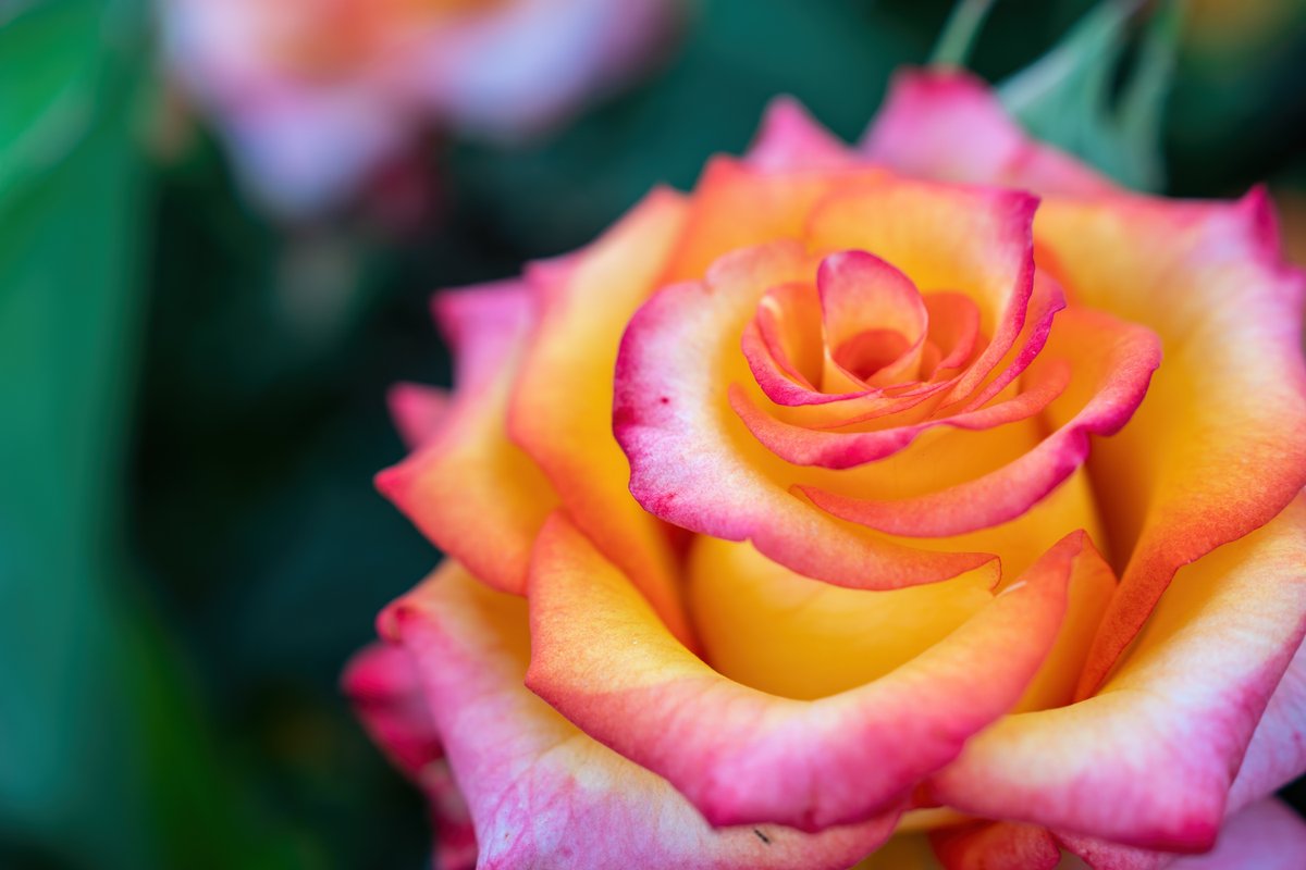 The mathematical secret behind why rose petals curl