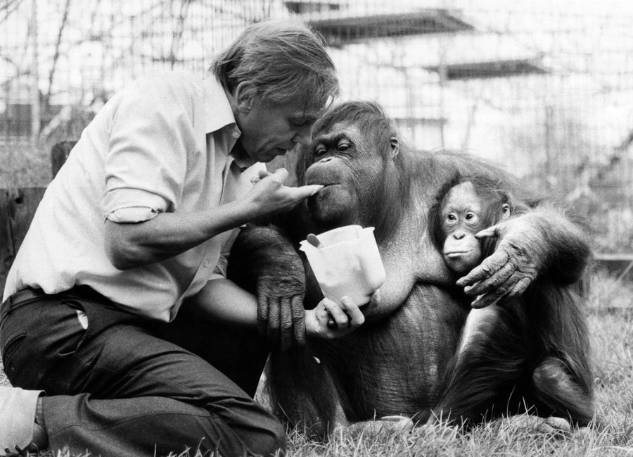 David Attenborough feeding orangutan as she holds her baby