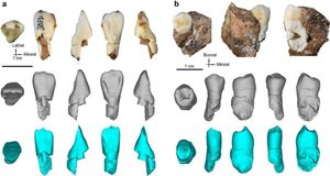 The hominin incisor and premolar unearthed from the Bianfu Cave.