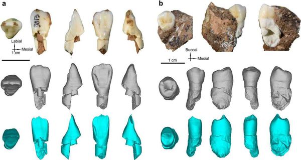 The hominin incisor and premolar unearthed from the Bianfu Cave.