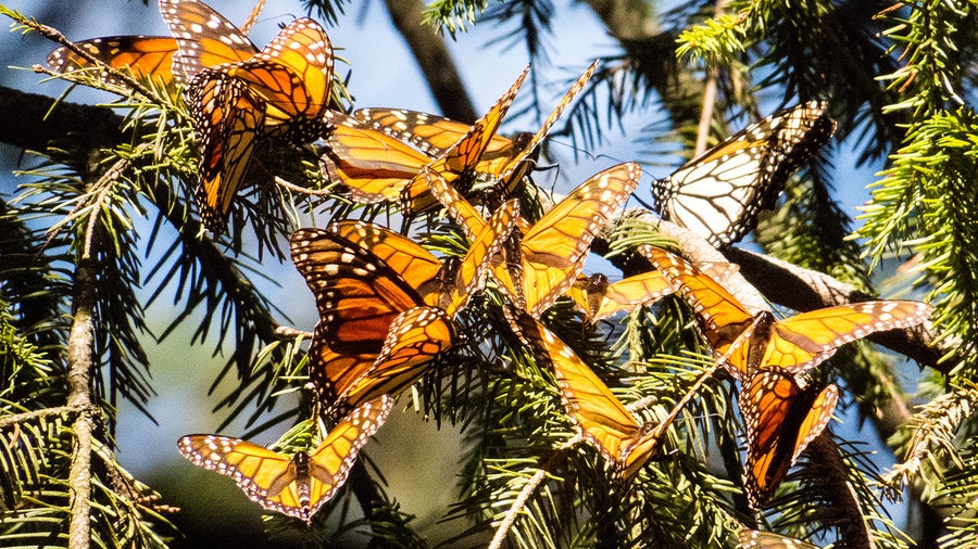 Monarch butterflies on a tree branch