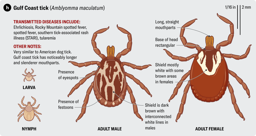 Anatomical illustration of a Gulf Coast tick (Amblyomma maculatum). Transmitted diseases include ehrlichiosis, Rocky Mountain spotted fever, spotted fever, southern tick-associated rash illness (STARI) and tularemia.