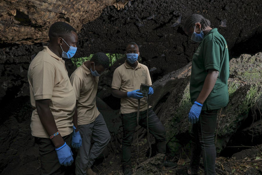 Four researchers from Volcanoes Safaris Partnership Trust Kyambura Lion Project team check remote solar-powered camera traps at Python Cave, Uganda.
