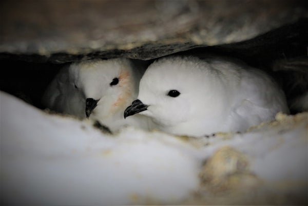 Two white birds nestle in a space tightly surrounded by stone.