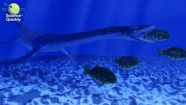 An illustration of a plesiosaur eating a fish