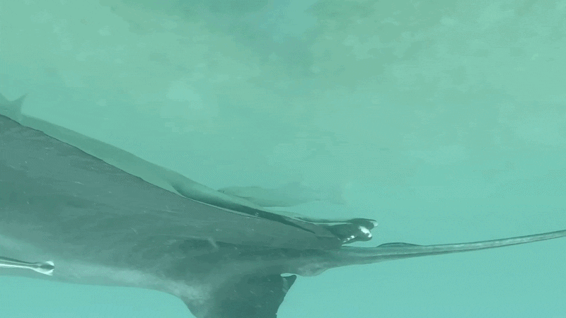 GIF of a remora hiding in a manta ray’s cloacal opening.