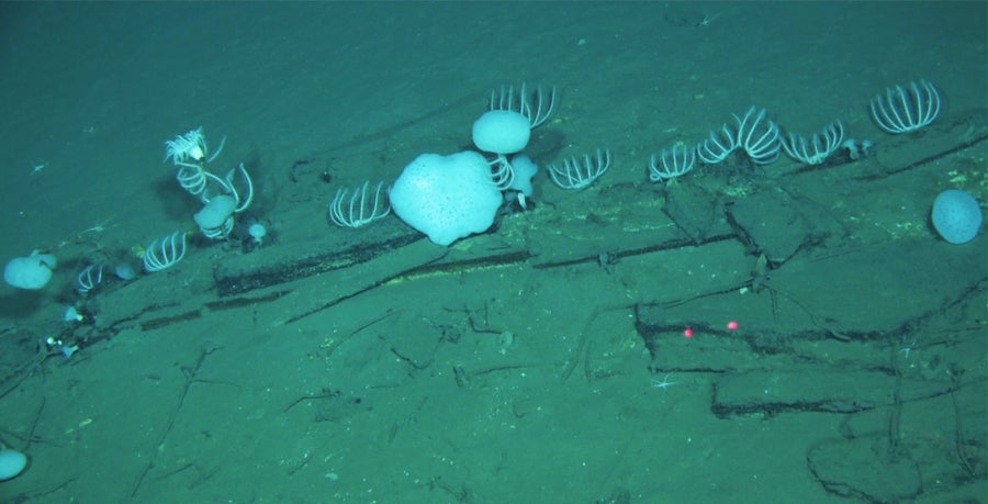 A range of deepsea animals living on a collection of whale bones on the seafloor.
