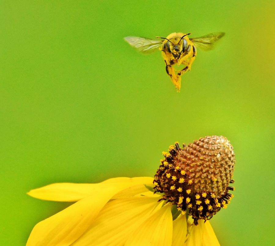 A bumblebee flies above a yellow flower.
