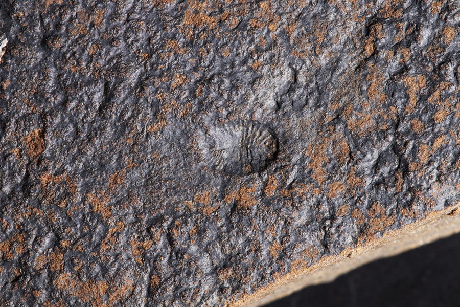 Imprint of an oval-shaped creature in reddish-brown rock.