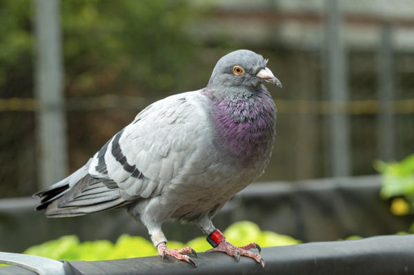 A pigeon standing on the edge of a fence, with a red band around one leg.