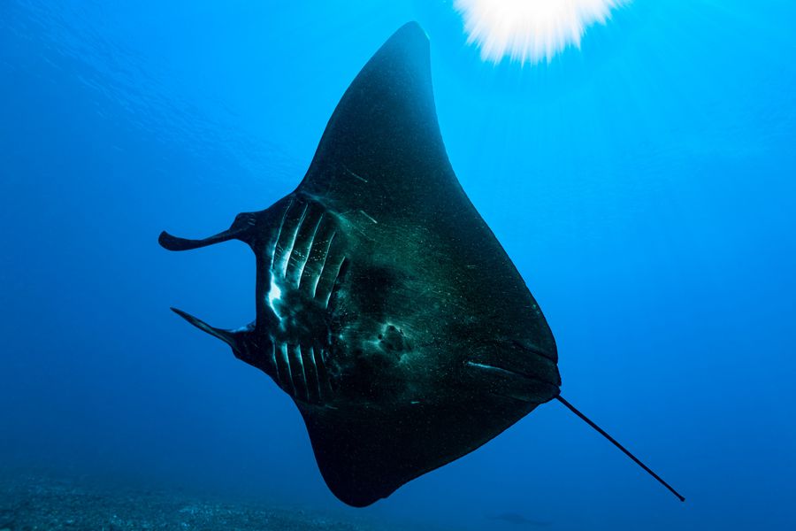 The silhouette of a manta ray swimming through the water, light above.
