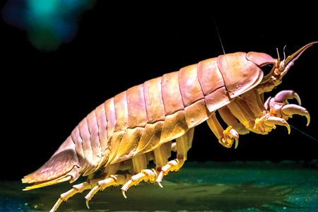 A clawed, segmented creature.