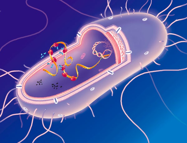 Cutaway illustration of a gram-negative bacterium, with hairlike projections outside and DNA, mRNA and ribosomes shown inside.