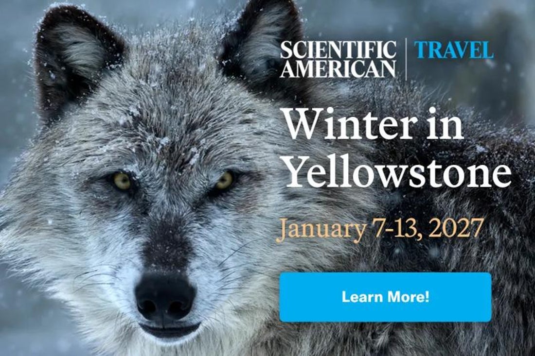 Close-up of a gray wolf dusted with snow in a wintry landscape, alongside promotional text for a Scientific American Travel trip to Yellowstone, January 7–13, 2027.