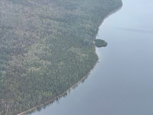 Williston Lake's floating island resting against the shoreline.