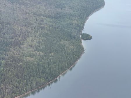Williston Lake's floating island resting against the shoreline.