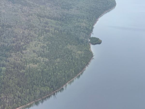 Williston Lake's floating island resting against the shoreline.