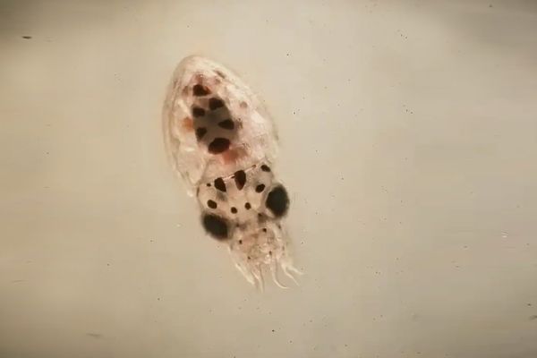 A tiny creature with a large domed back, beady black eyes and eight tiny arms coming off the bottom.
