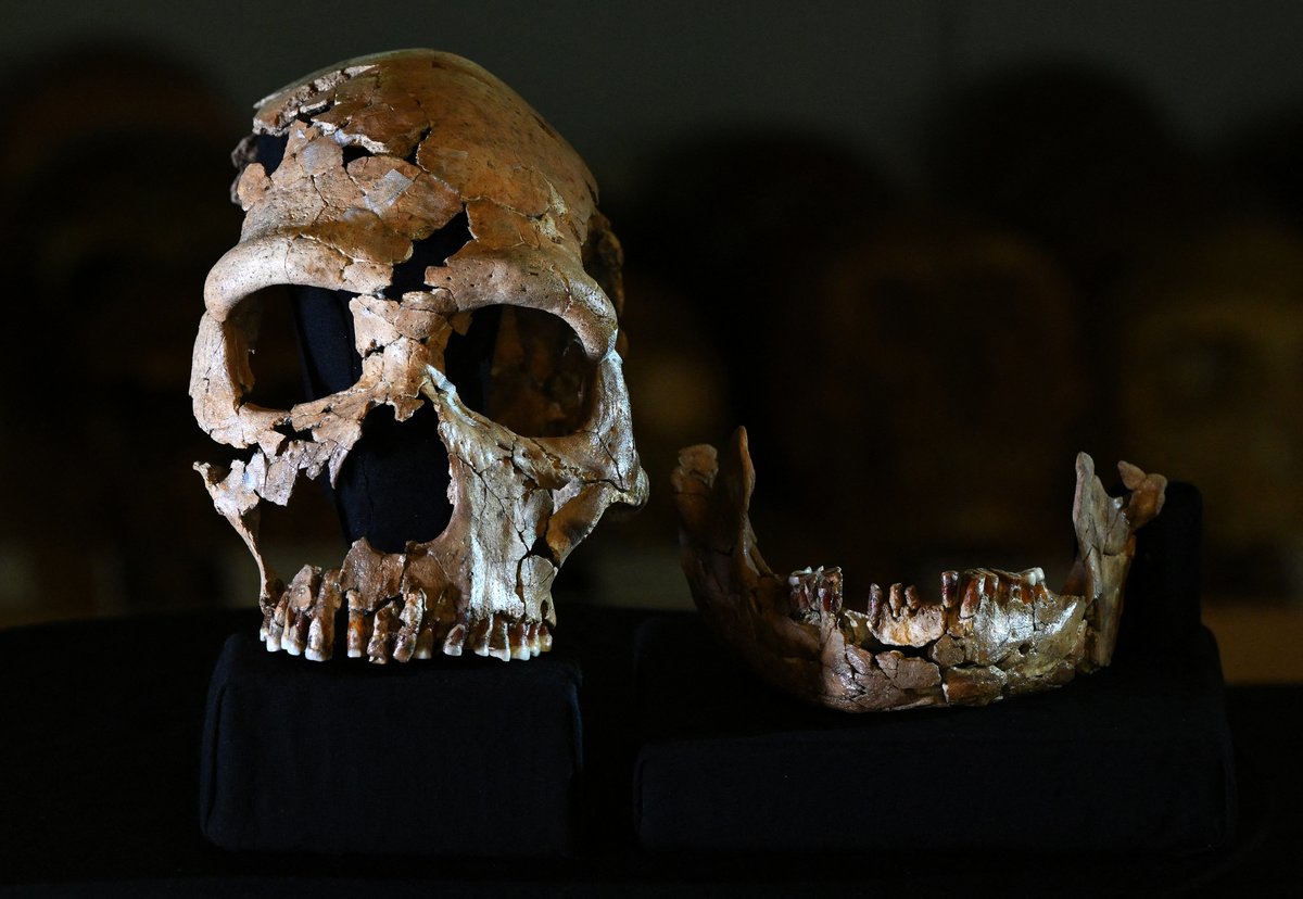 Neanderthal genes may give modern humans’ muscles a boost