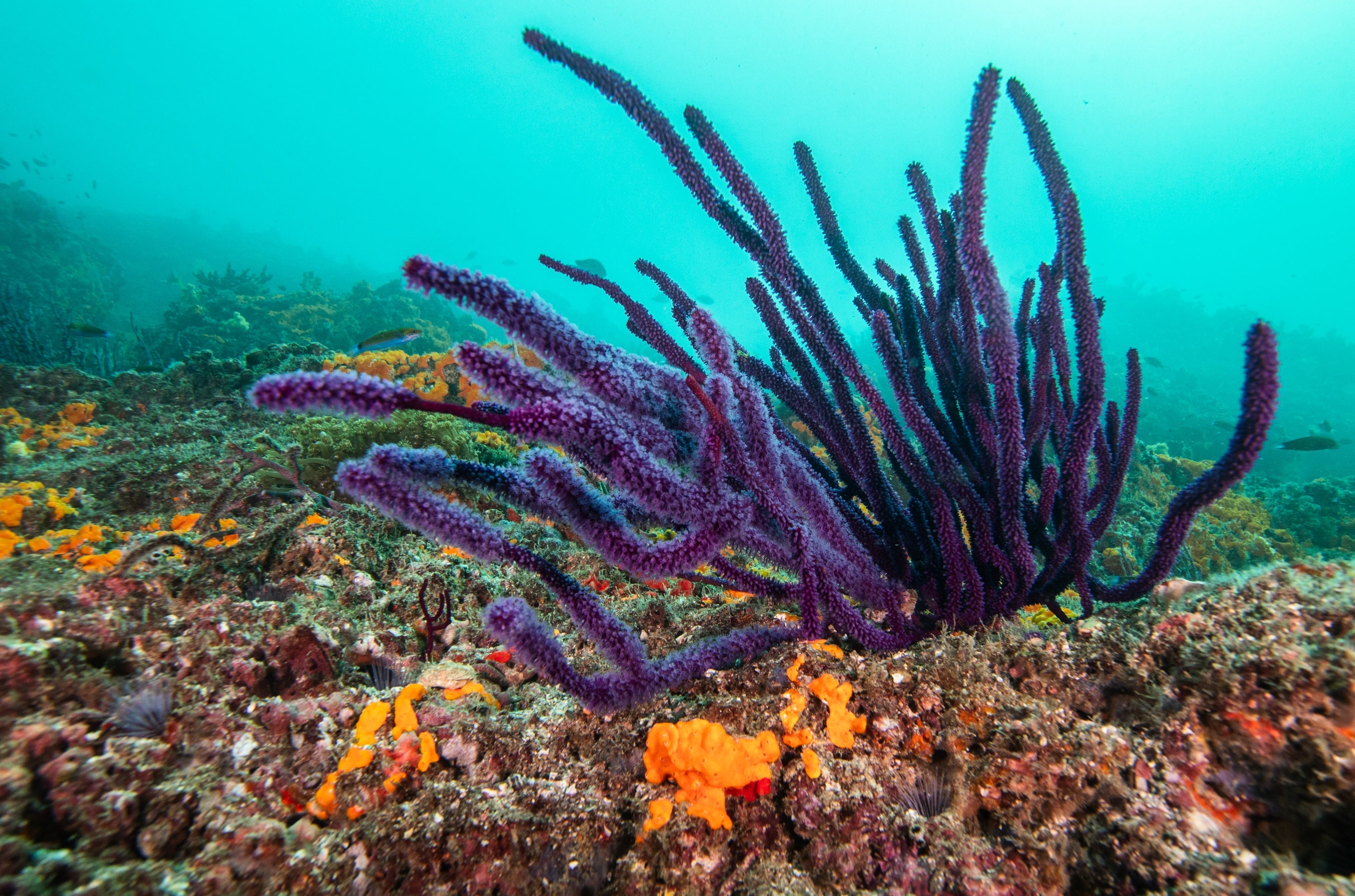 A purple coral that looks like a splay of fuzzy fingers, against a background of other coral and pale blue ocean.